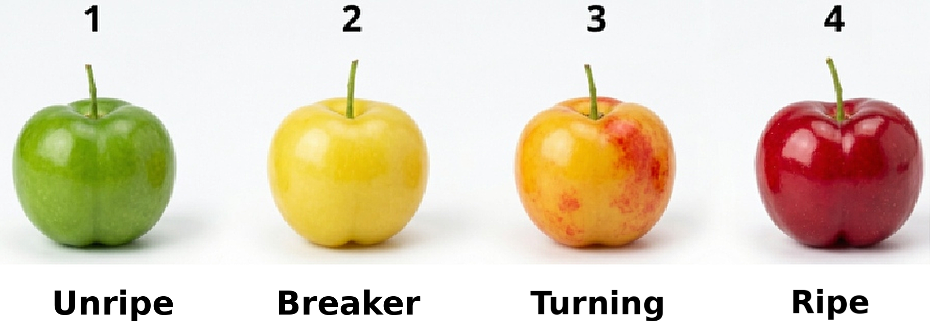 Fruit ripeness classification stages: Unripe, Breaker, Turning, Ripe
